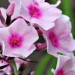 Phlox: Pflanzung, Pflege und Kultivierung