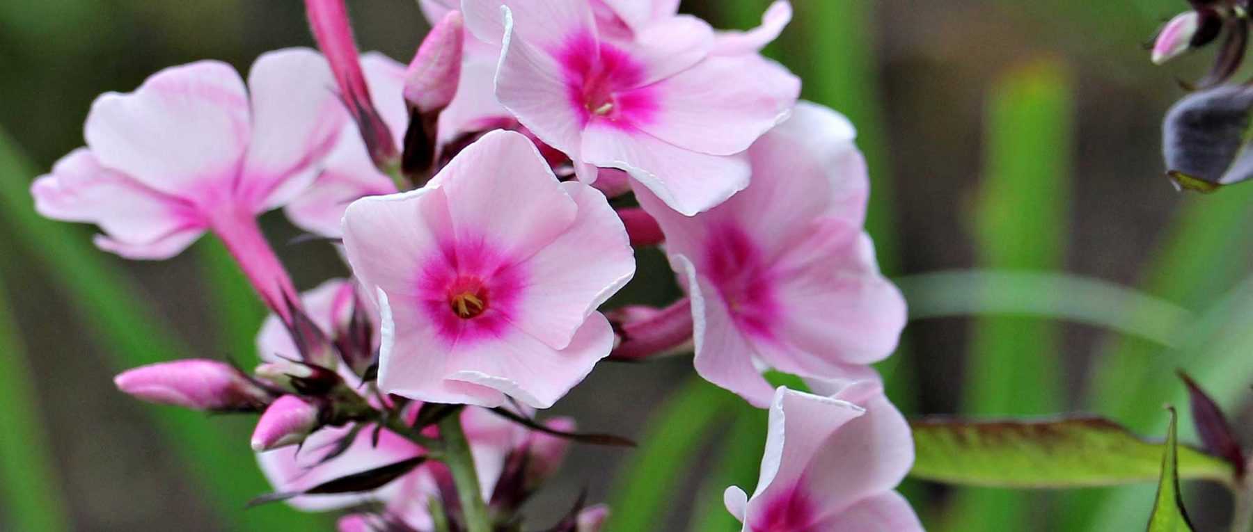 Phlox: Pflanzung, Pflege und Kultivierung