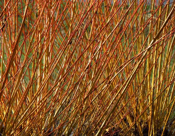 Korbmacherei: die Kunst, Pflanzen zu flechten