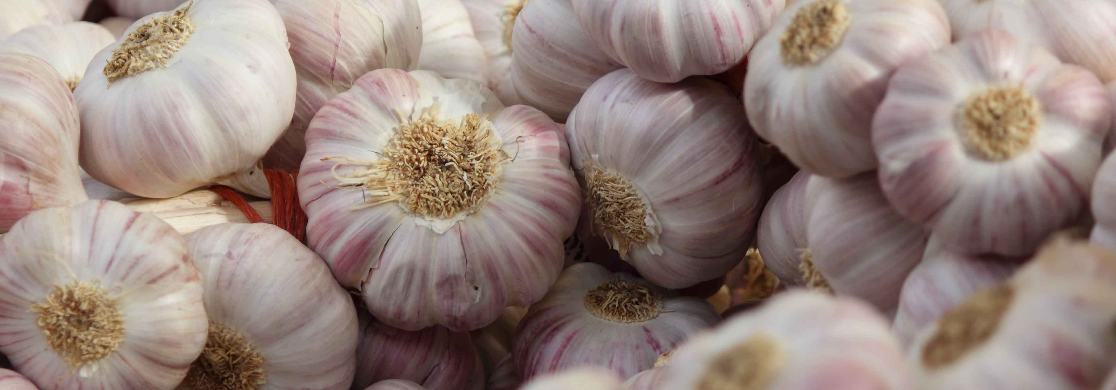 Knoblauch: Pflanzen, Anbau und Ernte im Gemüsegarten