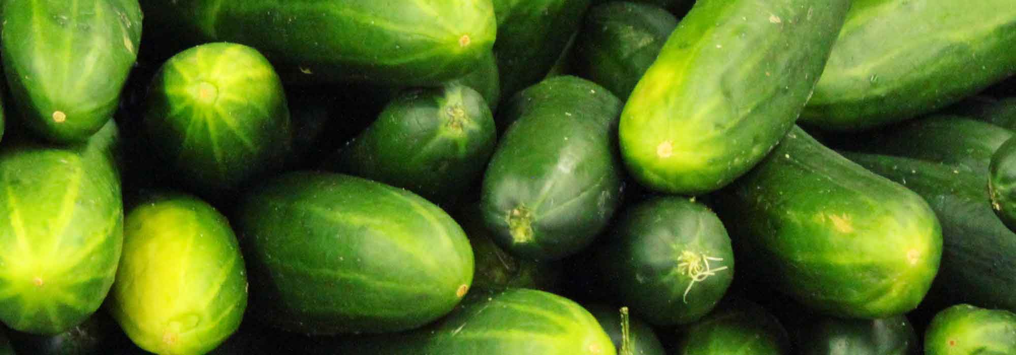 Gurke und Einlegegurke: Aussaat, Pflanzung, Anbau, Rückschnitt