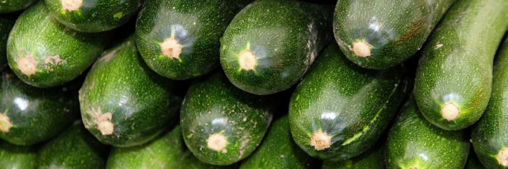 Zucchini: Aussaat, Pflanzung und Anbau im Gemüsegarten