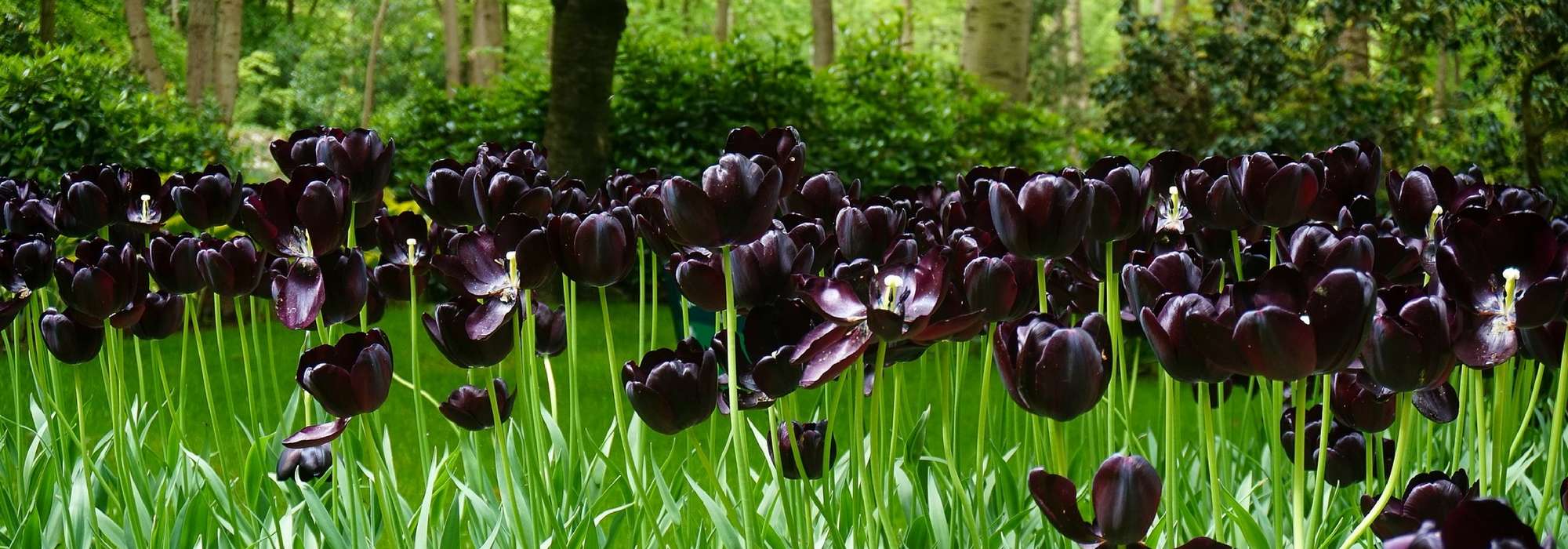 20 natürliche schwarze Blumen für Ihren Garten