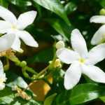 Jasmin: Pflanzung, Pflege, Schnitt