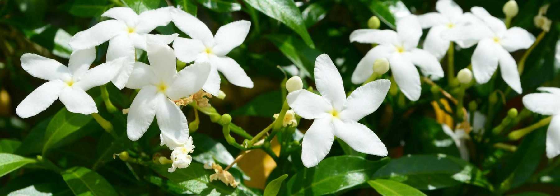 Jasmin: Pflanzung, Pflege, Schnitt