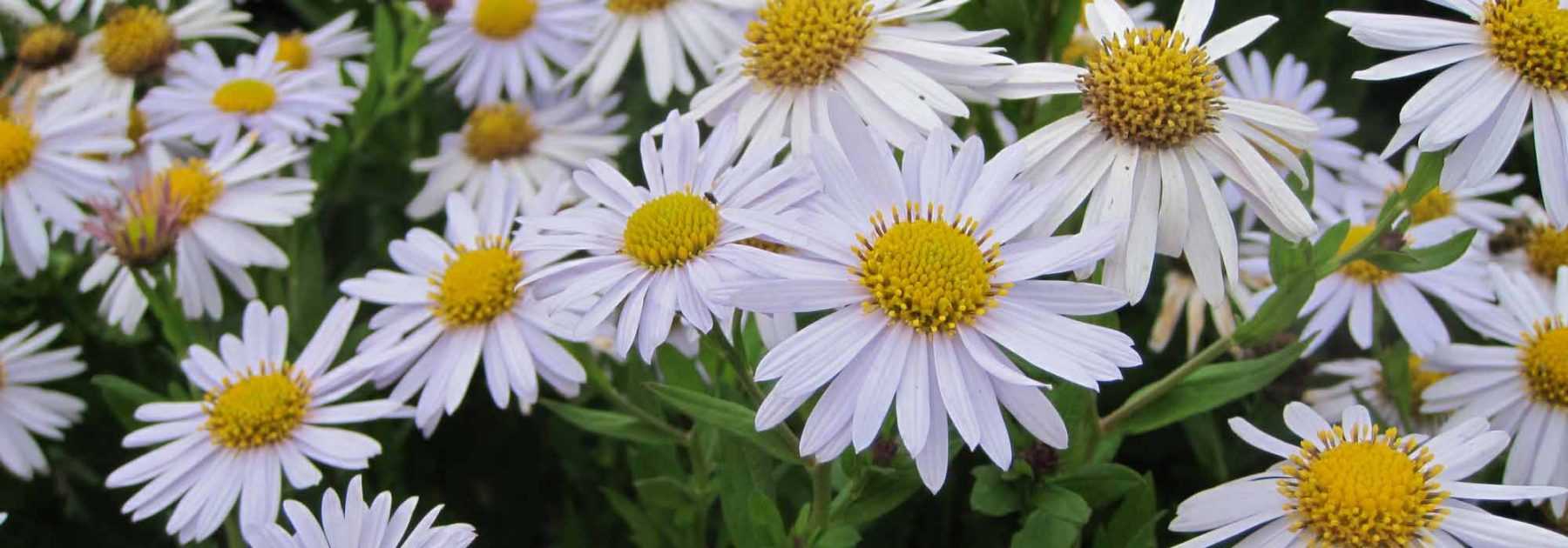 Kalimeris: Pflanzen, Pflege und Kultivierung