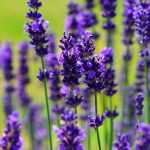 Lavendel schneiden: Wann und wie?