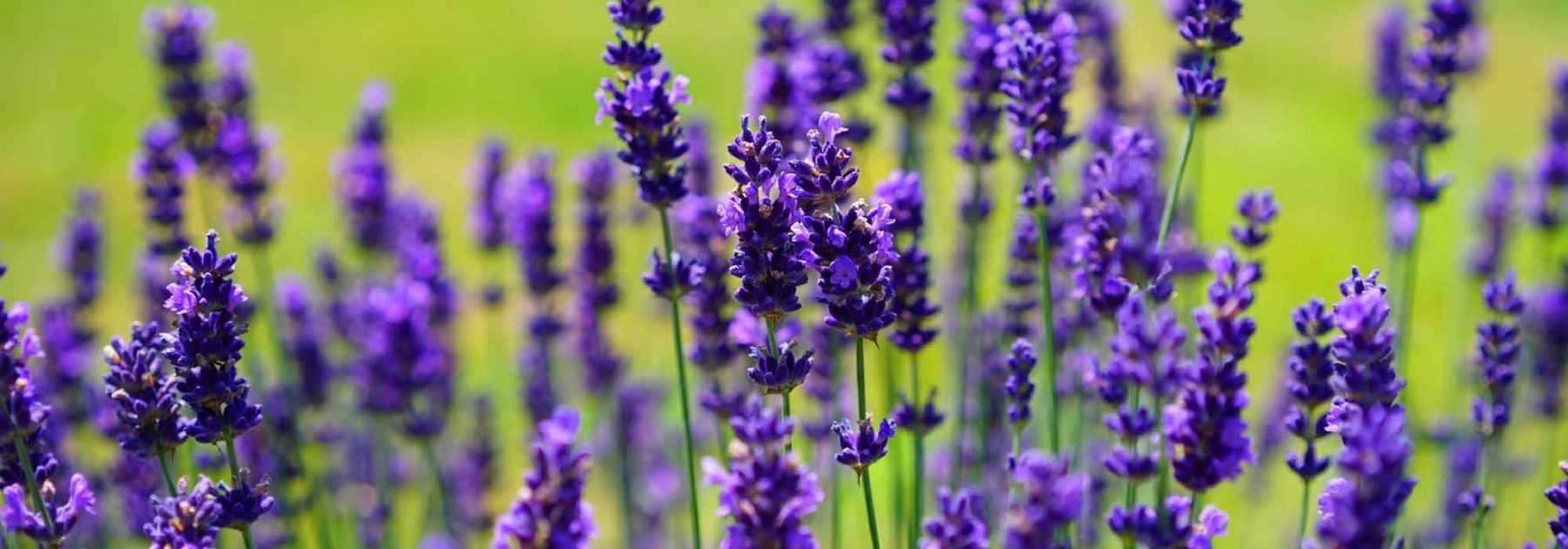 Lavendel schneiden: Wann und wie?