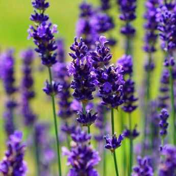 Lavendel schneiden: Wann und wie?