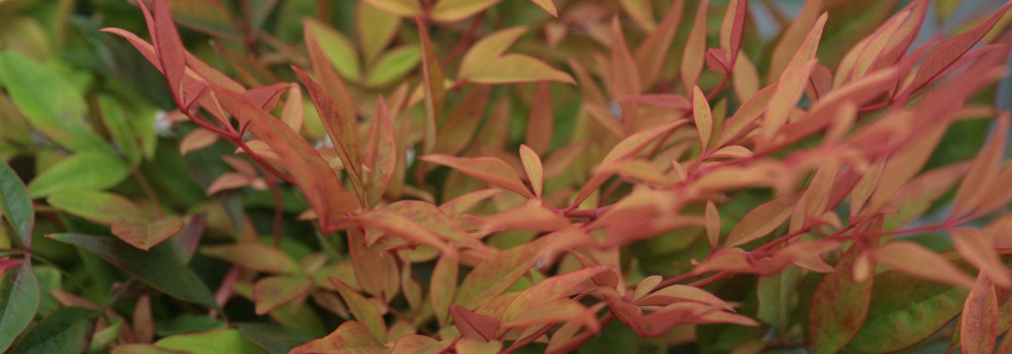 Himmelsbambus, Nandina domestica: Pflanzung, Rückschnitt, Pflege