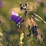 Glockenblumen: Pflanzung, Pflege und Kultivierung