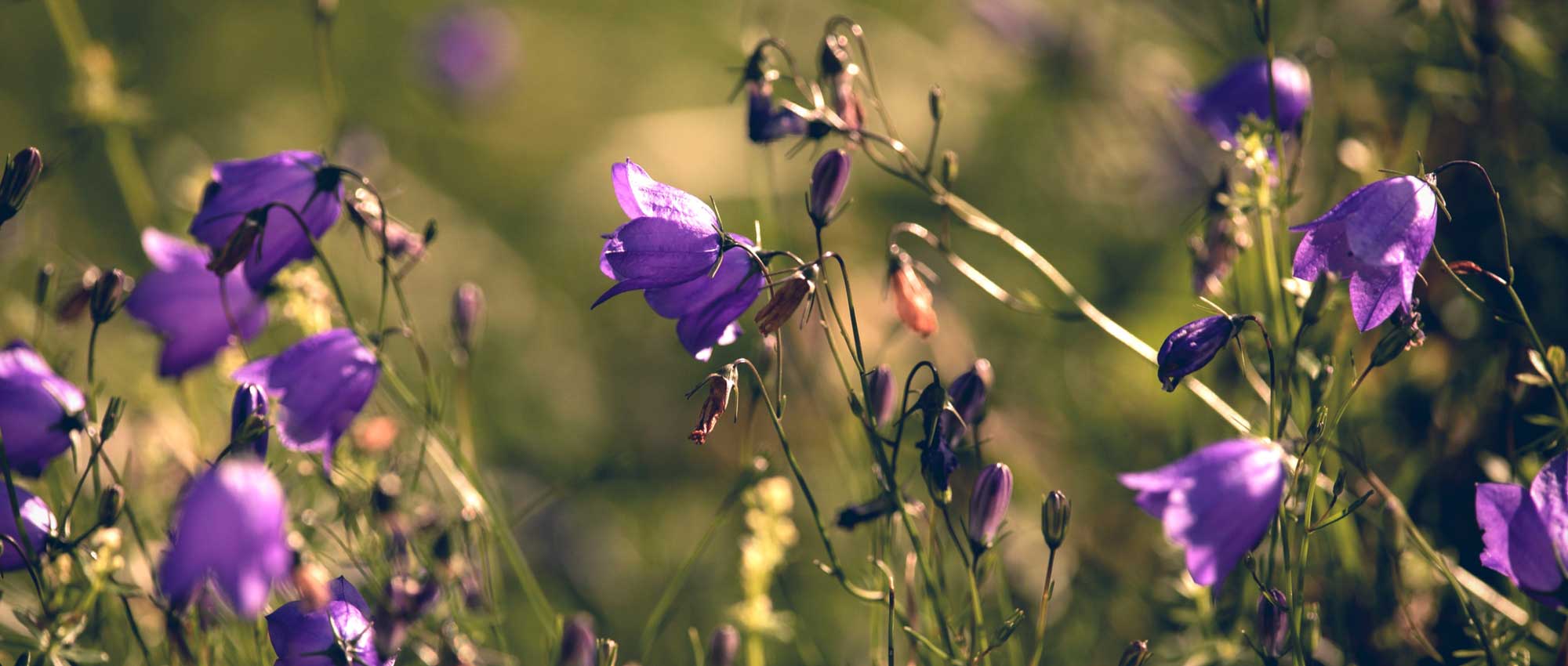 Glockenblumen: Pflanzung, Kultur und Pflege