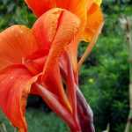 Die Canna: Pflanzen, Pflegen und Kultivieren