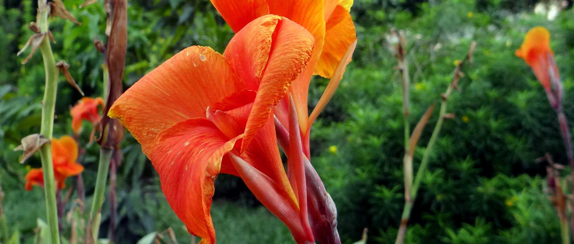 Canna: Pflanzen, Kultivieren und Pflegen