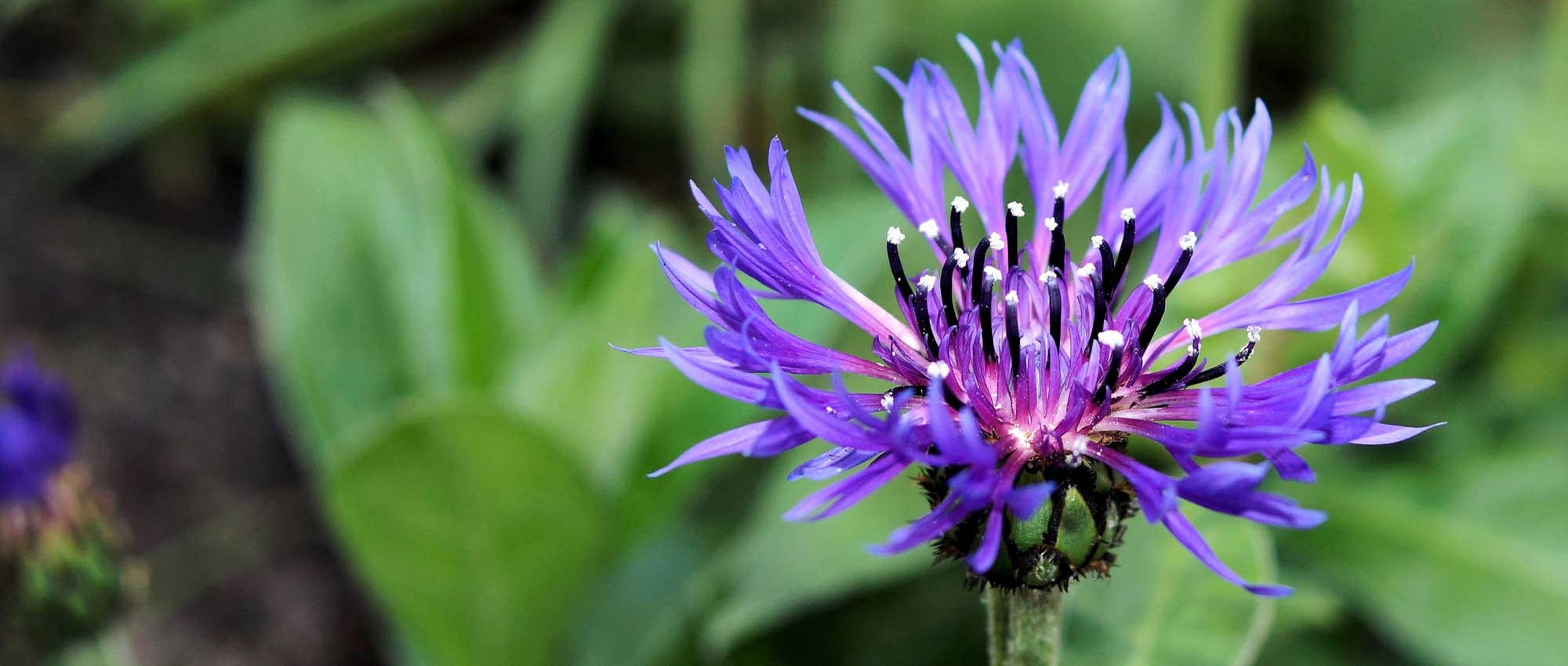 Flockenblume: Aussaat, Pflanzung und Pflege