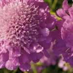 Grindkraut, Scabiosa: säen, pflanzen und kultivieren
