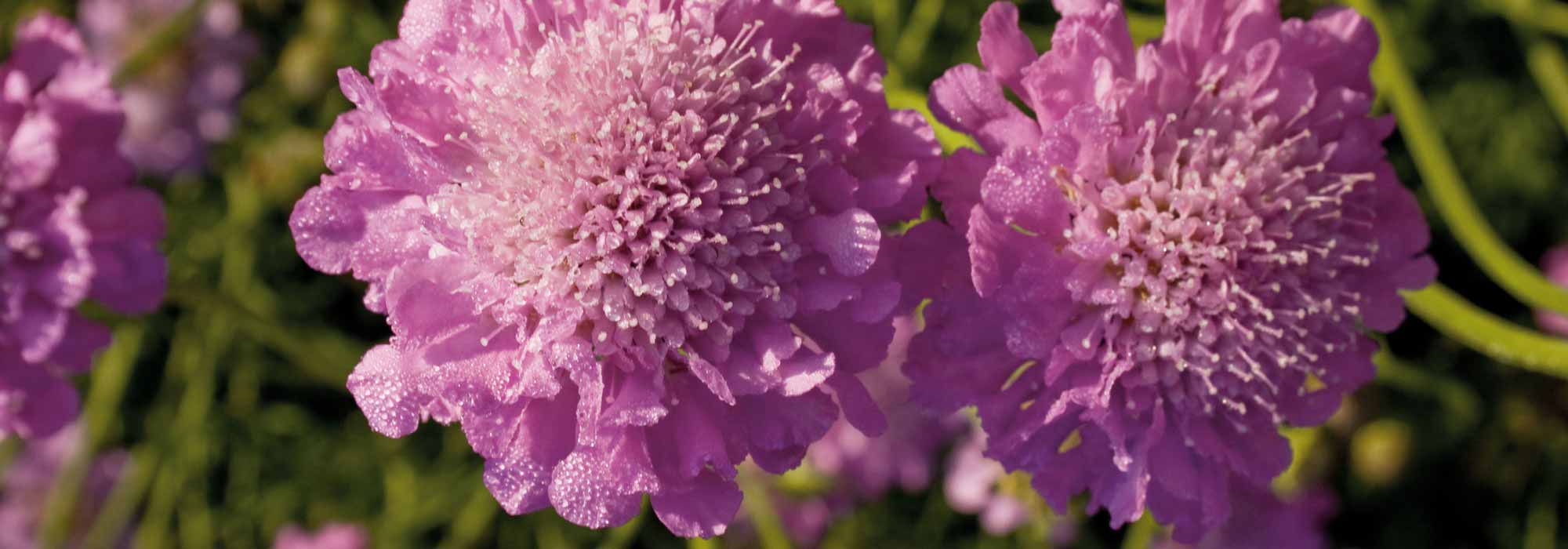 Grindkraut, Scabiosa: säen, pflanzen und kultivieren