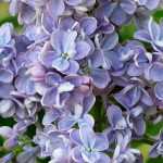 Flieder, Syringa: pflanzen, Rückschnitt, pflegen