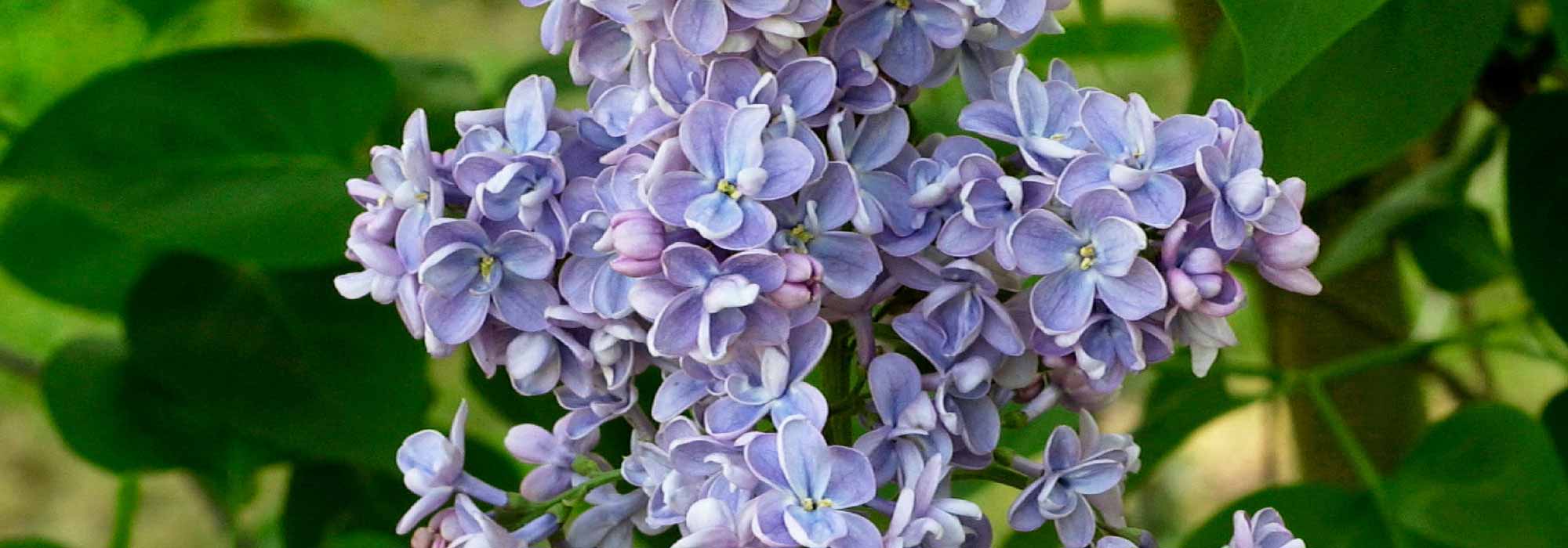 Flieder, Syringa: pflanzen, Rückschnitt, pflegen