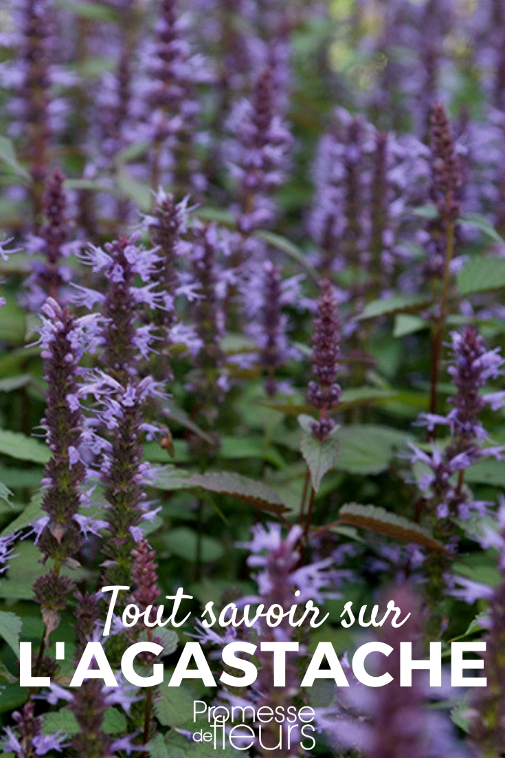 Agastache