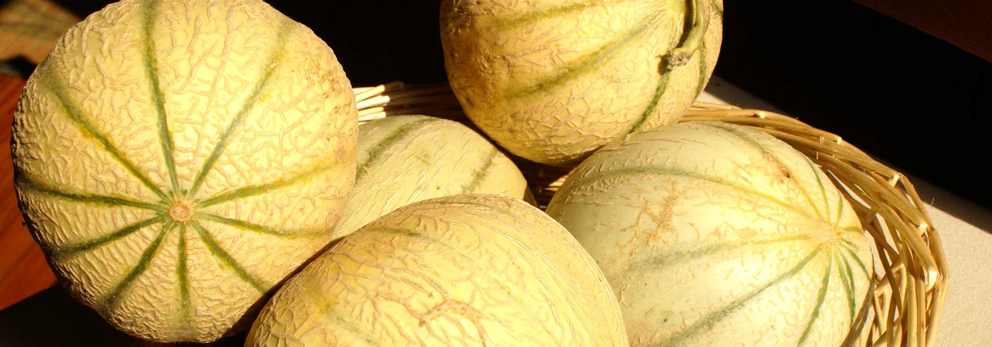 Melone: Aussaat, Pflanzung, Anbau und Rückschnitt