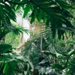 10 exotische und winterharte Pflanzen für den Jungle-Garten