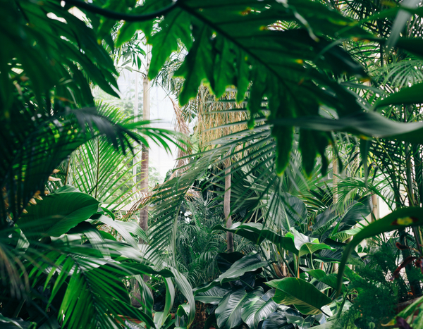 10 exotische und winterharte Pflanzen für den Jungle-Garten