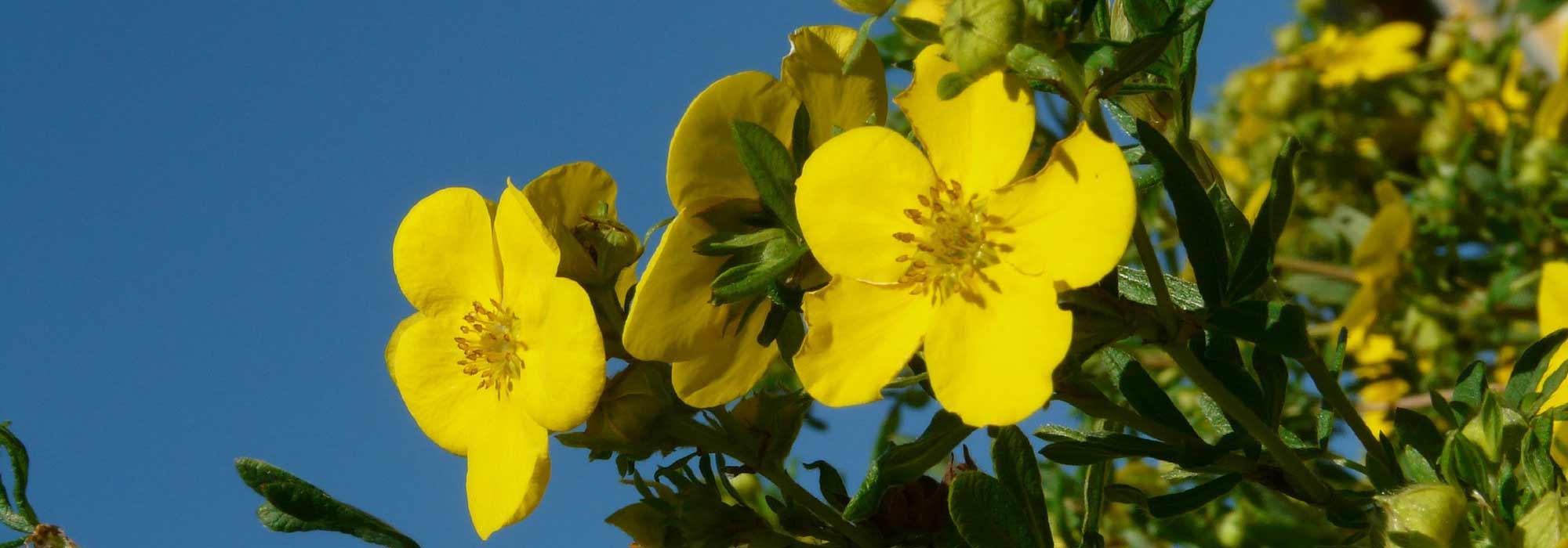 Hopwoods Fingerkraut: pflanzen, pflegen, zurückschneiden