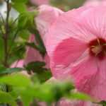 Roseneibisch, Garten-Hibiscus: Pflanzen, Kultivieren und Pflegen