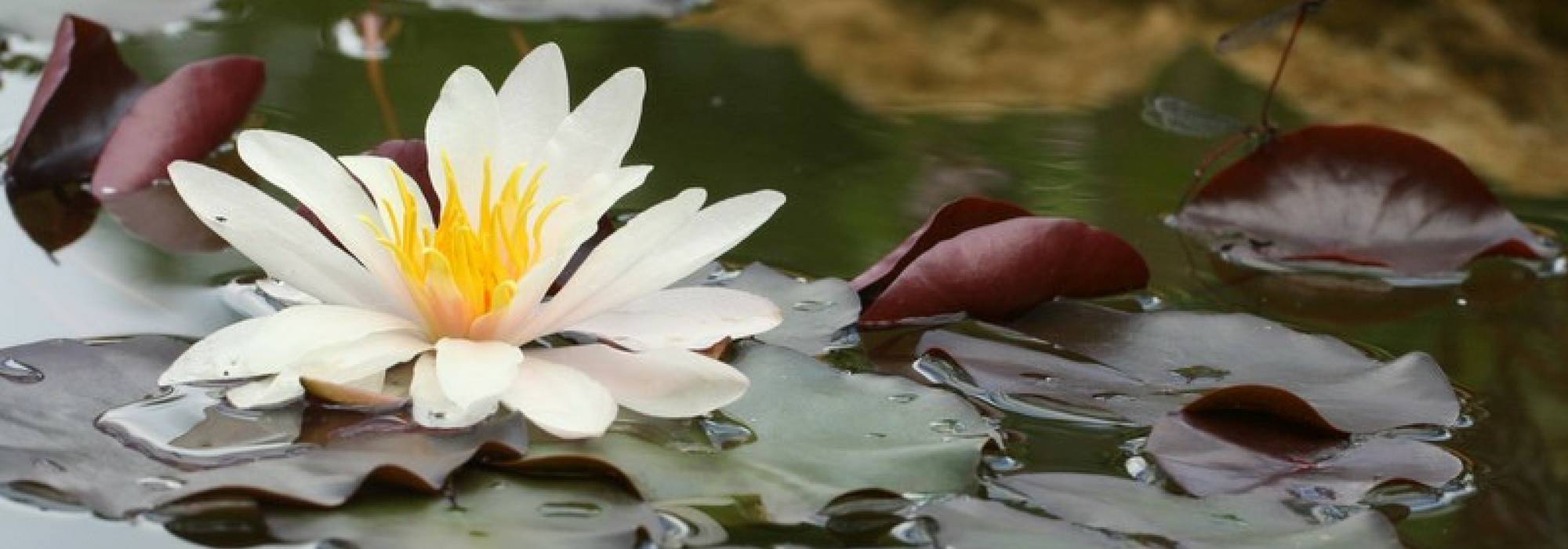 Teich: 10 aquatische, untergetauchte oder schwimmende Pflanzen