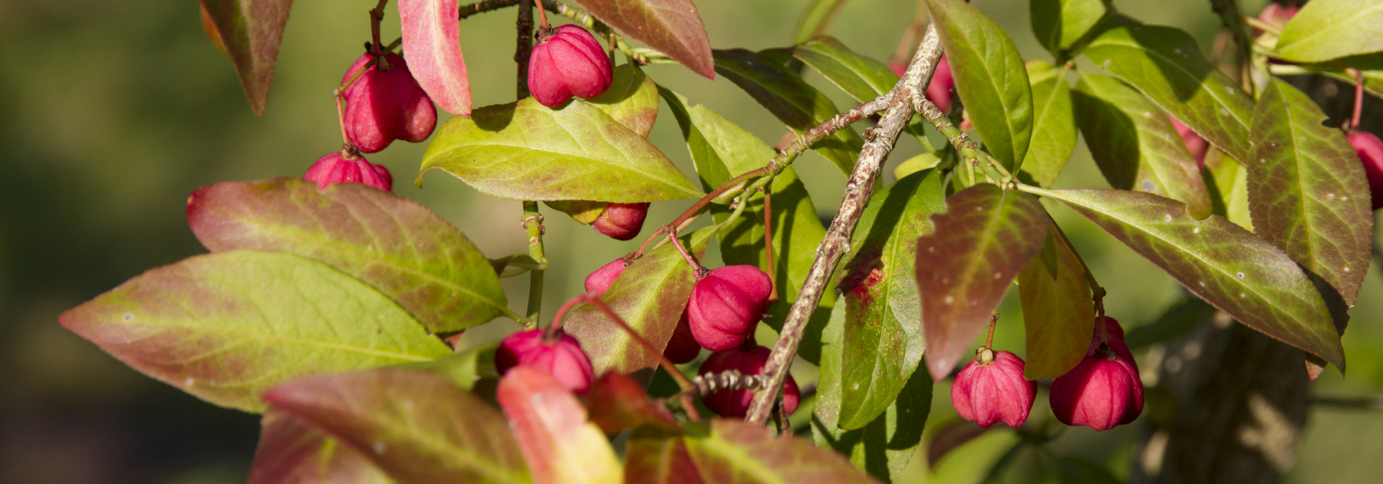 Pfaffenhütchen (Euonymus): pflanzen, schneiden und pflegen
