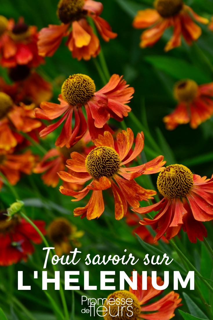 Helenium, Sonnenbraut: Pflanzung, Pflege und Tipps - Unsere Ratschläge
