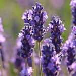 Lavendel: Bewährte Sorten