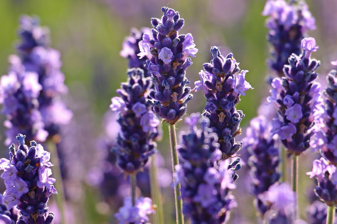 Lavendel: Bewährte Sorten