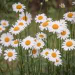 Margerite, Leucanthemum: Pflanzen und Pflegen