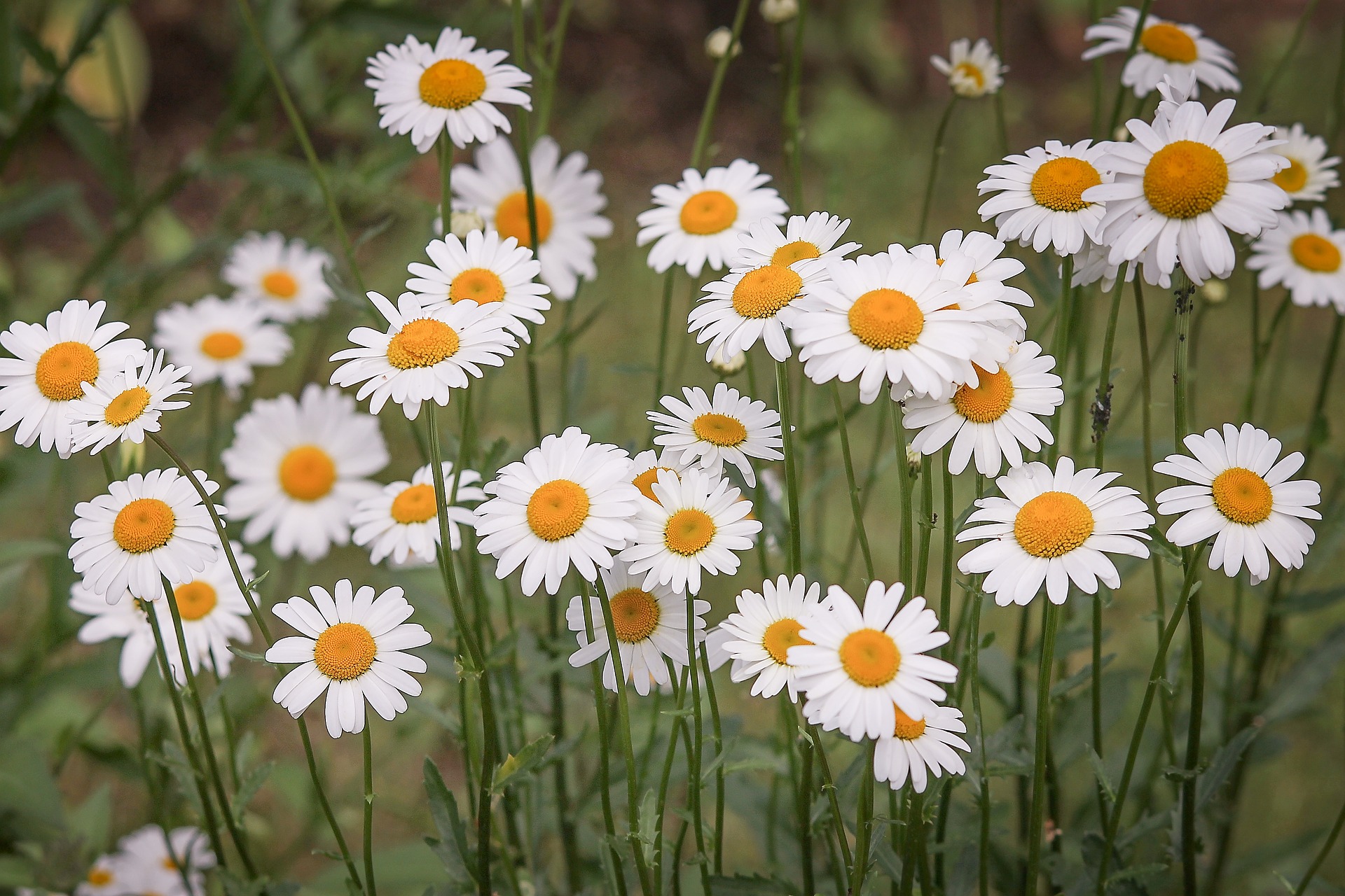 Margerite, Leucanthemum: Pflanzen und Pflegen