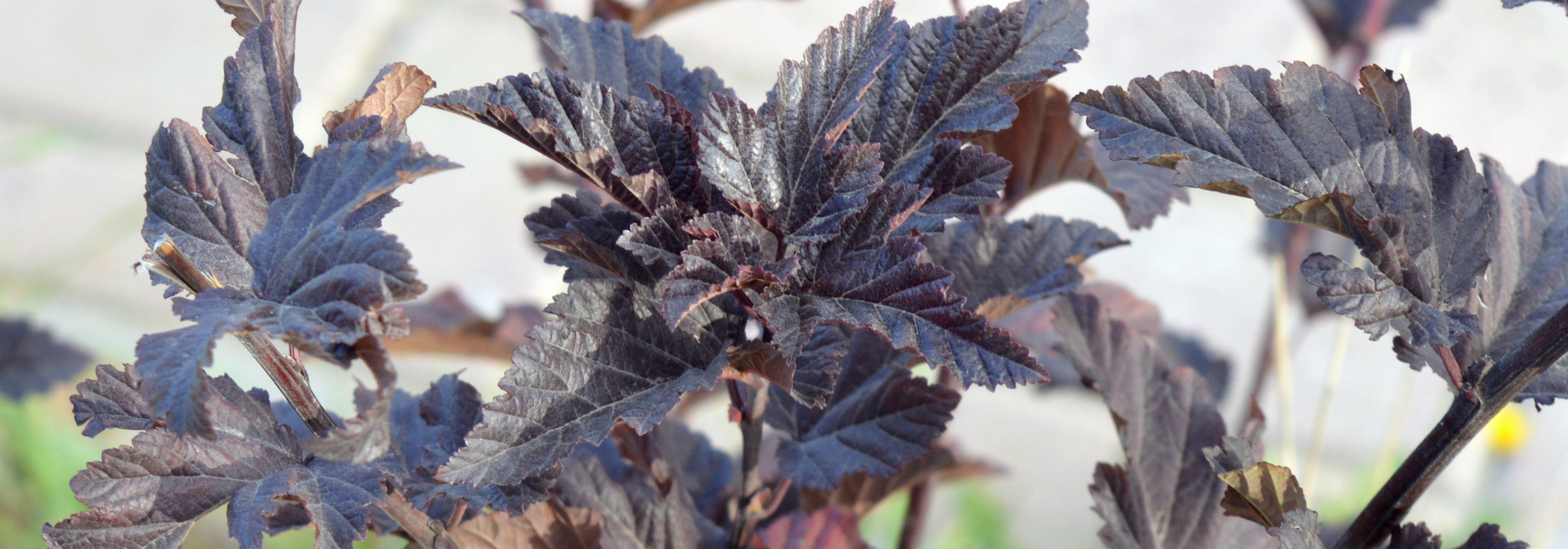 Physocarpus, Schneeball-Blasenspiere: pflanzen, Rückschnitt und Pflege