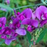 Gartenwicke: Pflanzung, Anbau, Pflege und Verwendung
