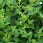 Liguster, Ligustrum: pflanzen, Rückschnitt und Pflege