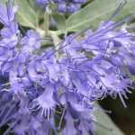 Bartblume, Bartblume: pflanzen, Rückschnitt, pflegen