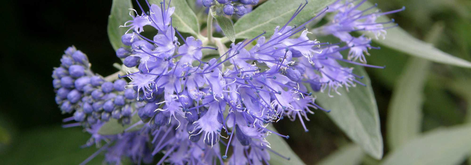 Bartblume, Bartblume: pflanzen, Rückschnitt, pflegen