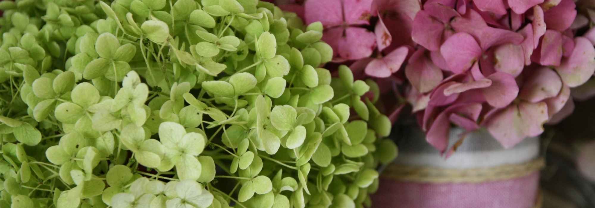 So trocknen Sie Hortensienblüten – Anleitung