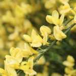 Besenginster, Cytisus: Pflanzung, Rückschnitt, Pflege