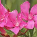 Oleander: Pflanzen, Rückschnitt und Pflege