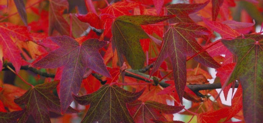 Liquidambar im Herbst