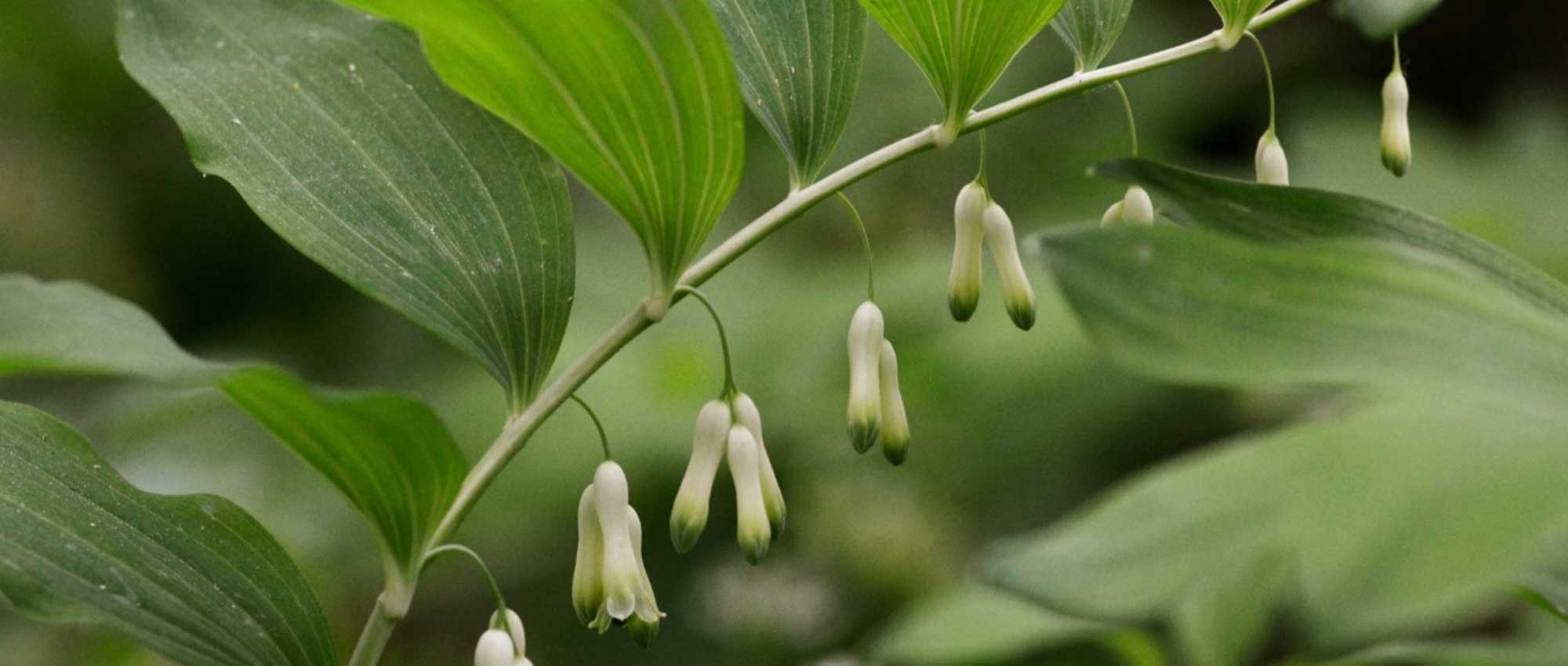 Weißwurz, Polygonatum: pflanzen, teilen und pflegen