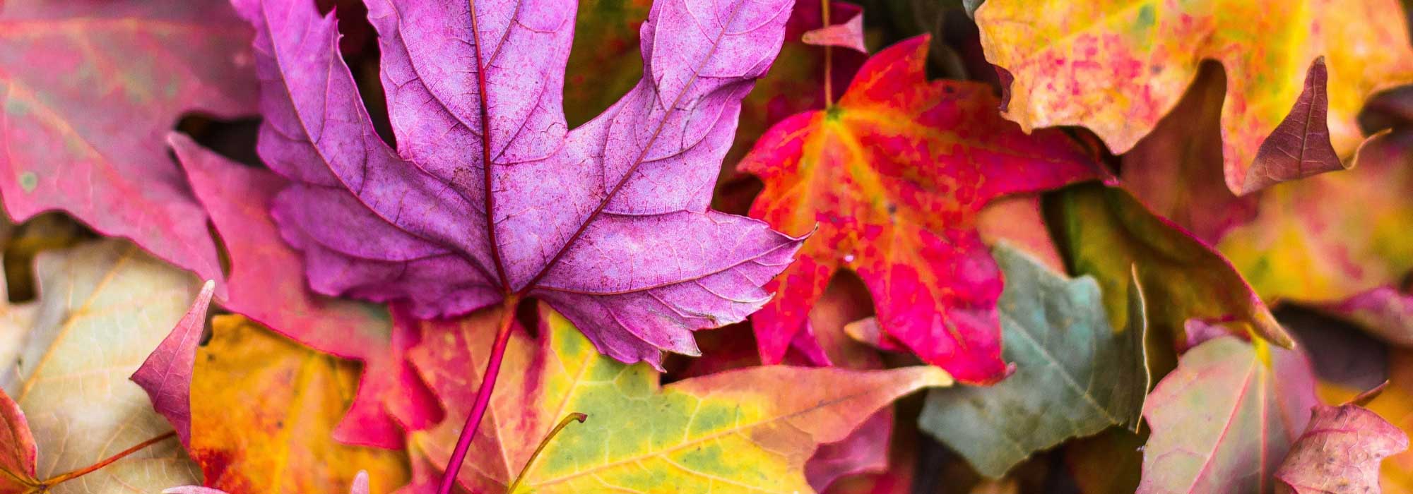 Die schönsten Bäume und Sträucher mit Herbstfärbung