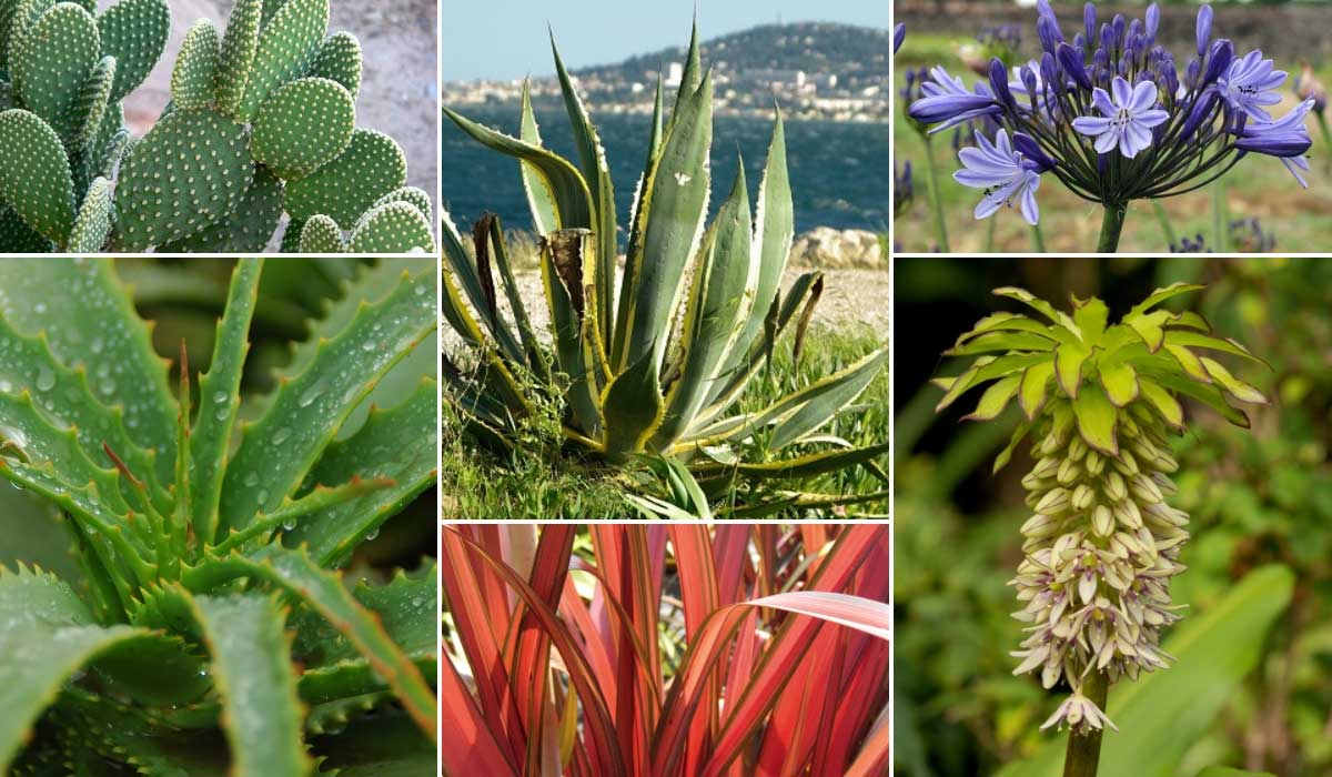 Inspiration für die Integration von Aloen in den Garten: exotisches Flair!