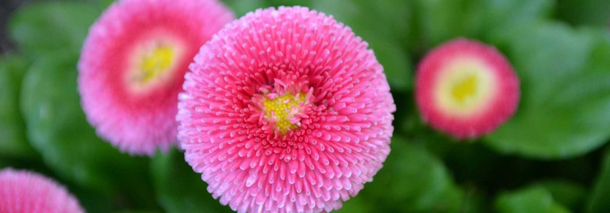 Gänseblümchen, Bellis perennis: Pflanzen, säen und kultivieren