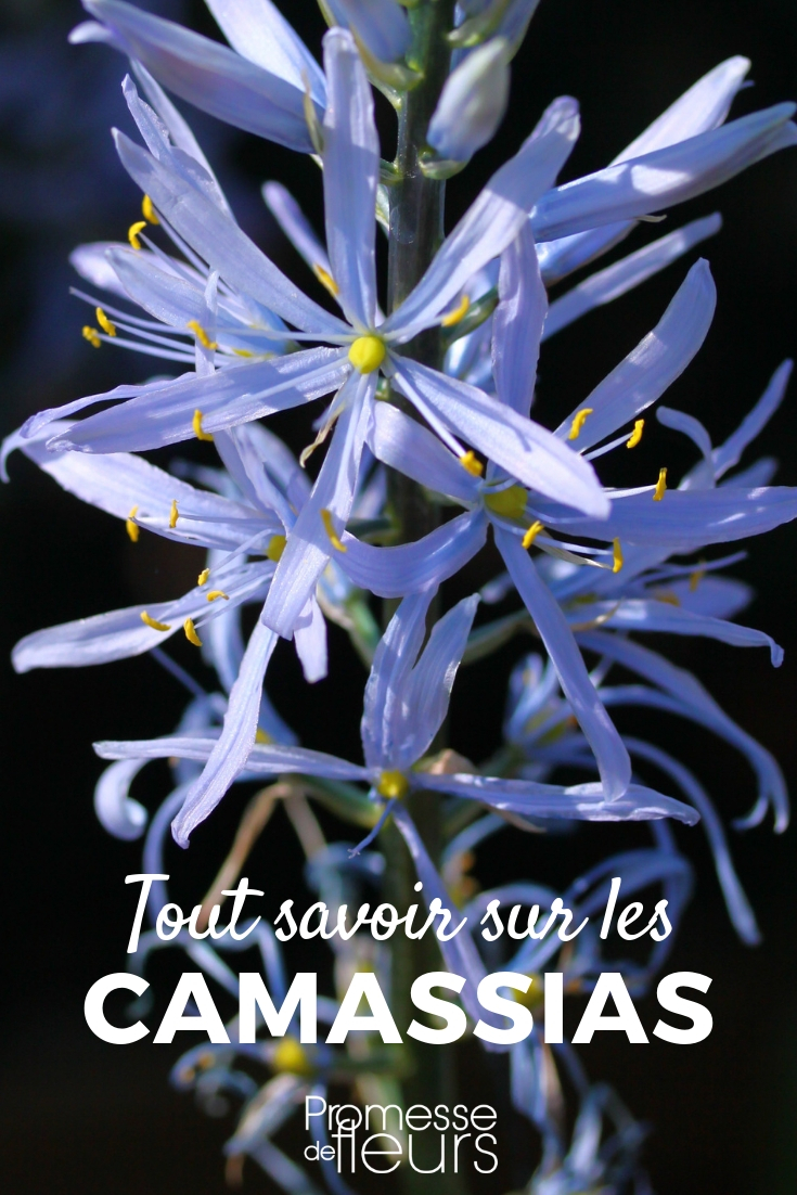 Camassia: Alles, was Sie wissen müssen Camassia: Pflanzen, Pflegen, Kultivieren